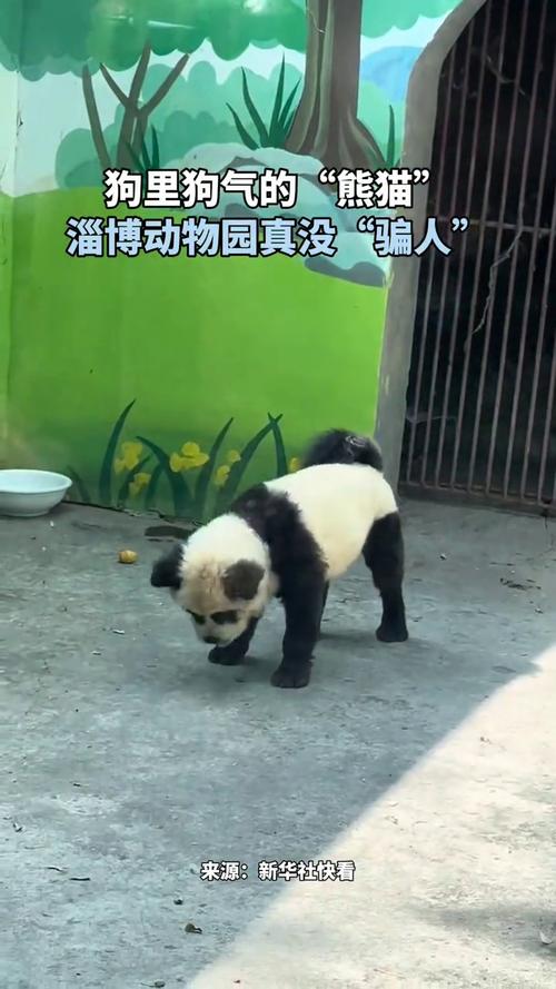 动物园染色狗扮熊猫,狗染色变熊猫