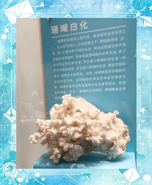 全球逾八成珊瑚白化,全球珊瑚白化事件