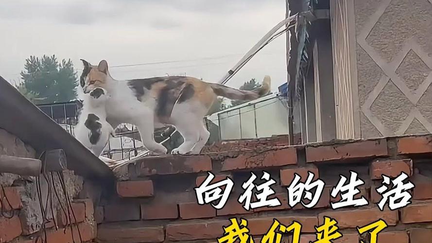 把房让给流浪猫居住,流浪猫房子