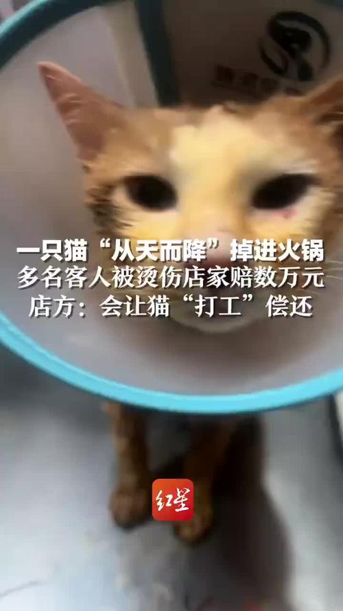 猫掉进火锅不治身亡,猫掉进火锅不治身亡怎么办